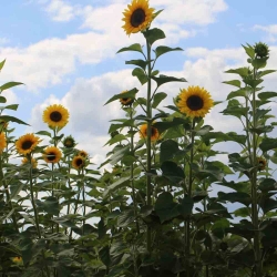 Tournesol Géant bio