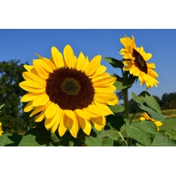 Tournesol population bio