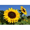 Tournesol population bio